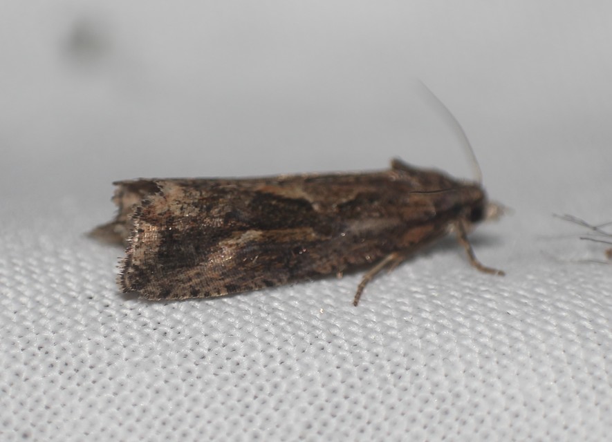 Endothenia quadrimaculana - mocsári tükrösmoly