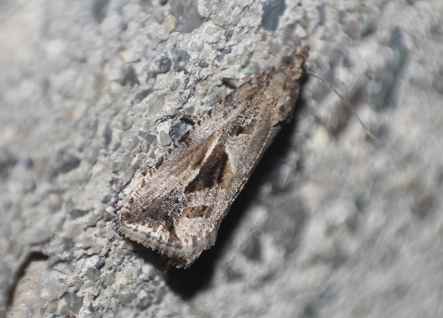 Endothenia quadrimaculana - mocsári tükrösmoly