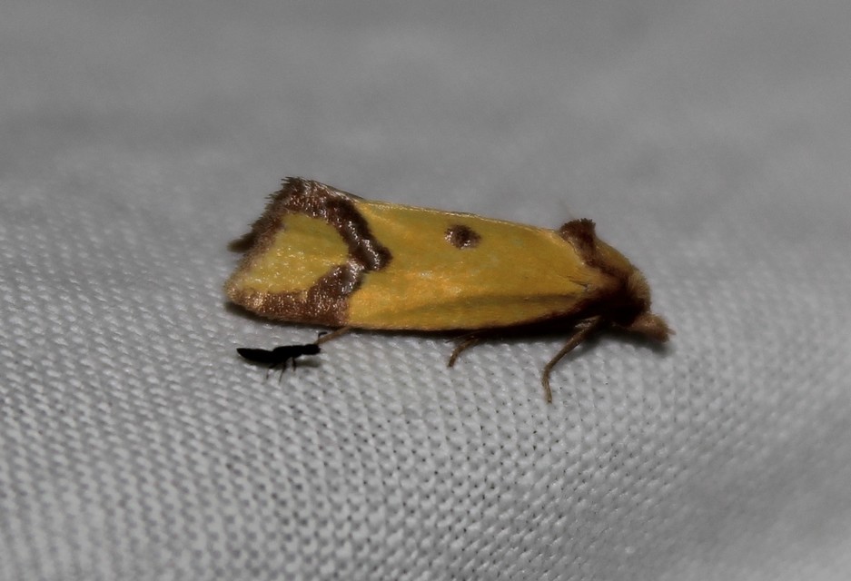 Agapeta zoegana - barnacsíkos sárgamoly