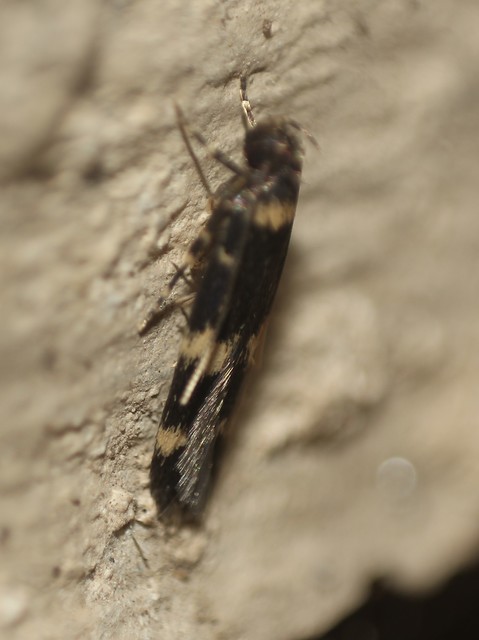 Oegoconia