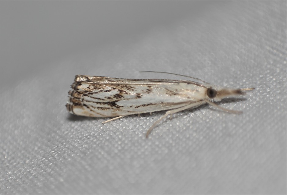 Catoptria falsella - hálós fűgyökérmoly