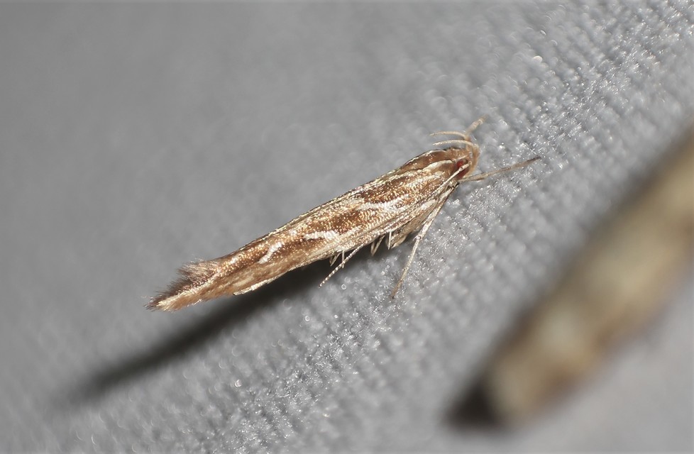 Pyroderces argyrogrammos - ezüstmintás tündérmoly