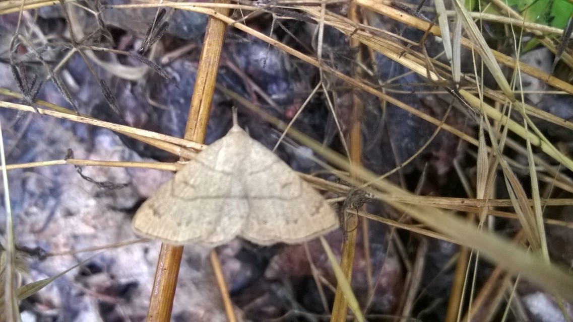 Paracolax tristalis - sárgás karcsúbagoly