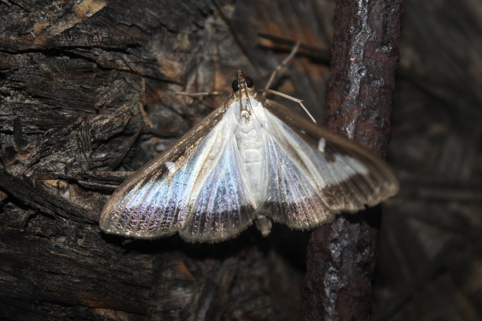Cydalima perspectalis - puszpáng-tűzmoly