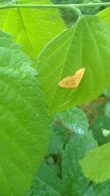 Camptogramma bilineata - kétvonalas sávosaraszoló