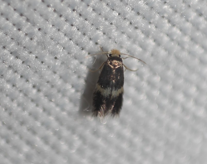 Ectoedemia