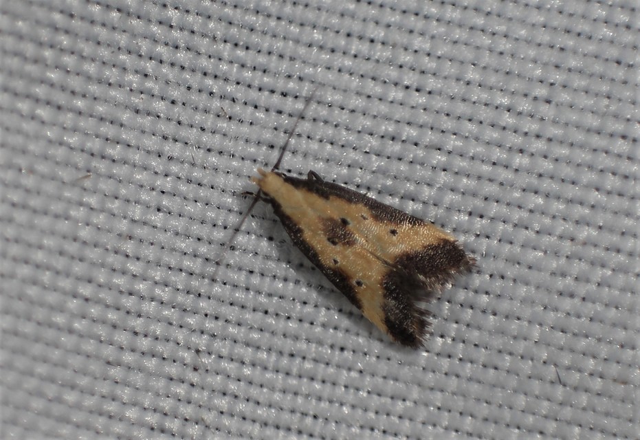 Brachmia dimidiella - citromkocsord-lápimoly