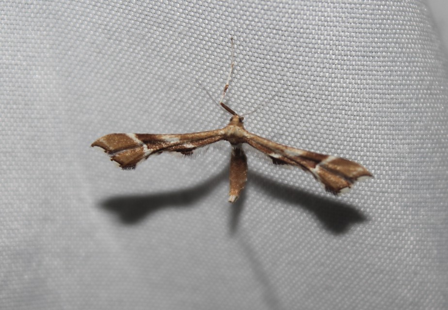 Cnaemidophorus rhododactyla - rózsabogyó-tollasmoly