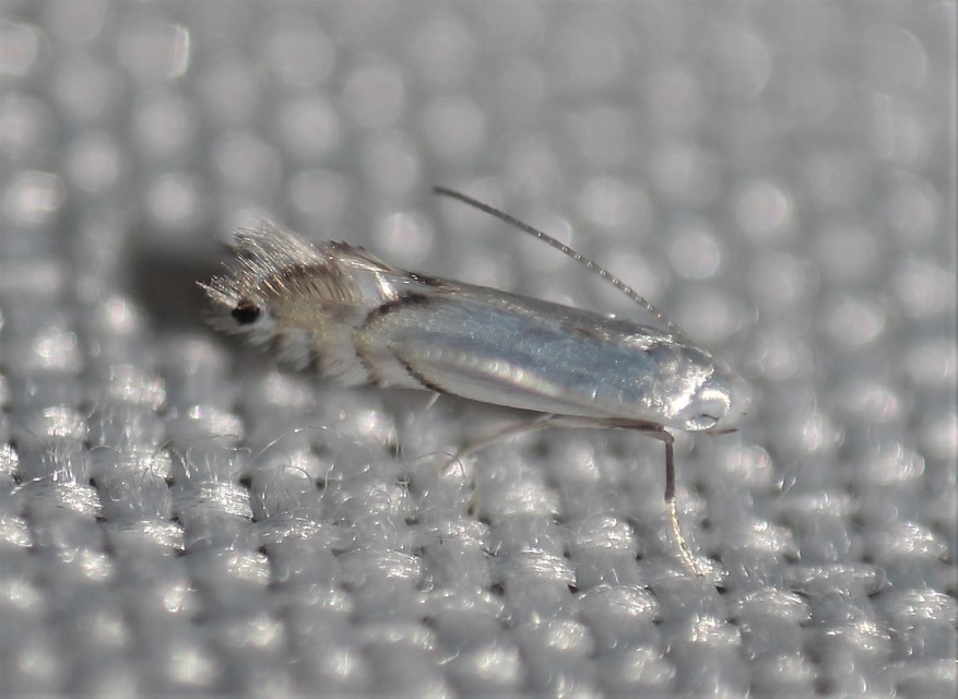 Phyllocnistis