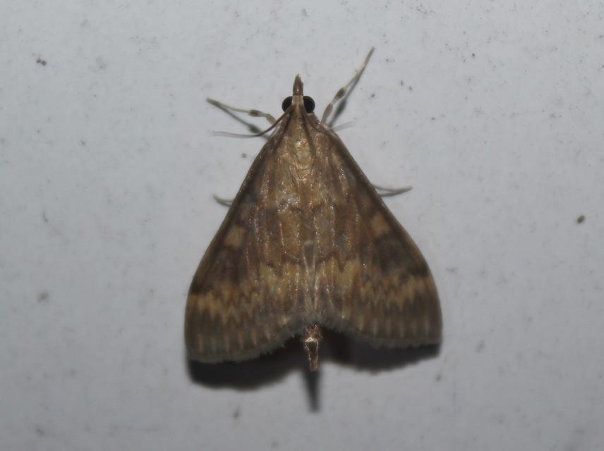Ostrinia nubilalis - kukoricamoly