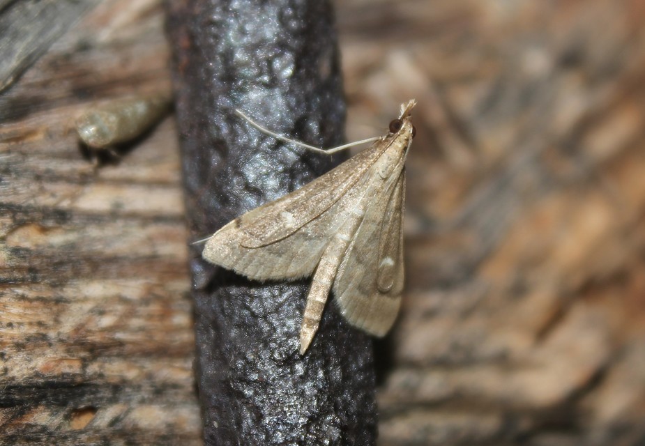 Dolicharthria punctalis - hosszúlábú tűzmoly