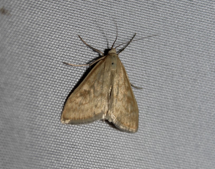 Ostrinia nubilalis - kukoricamoly