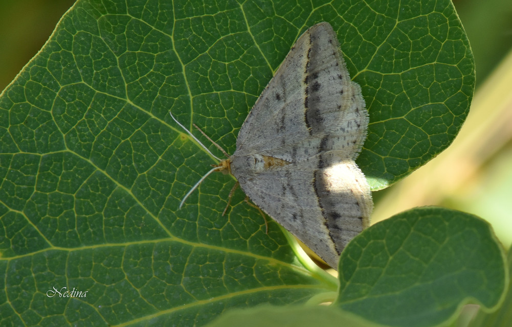 Tephrina arenacearia - lucerna-araszoló