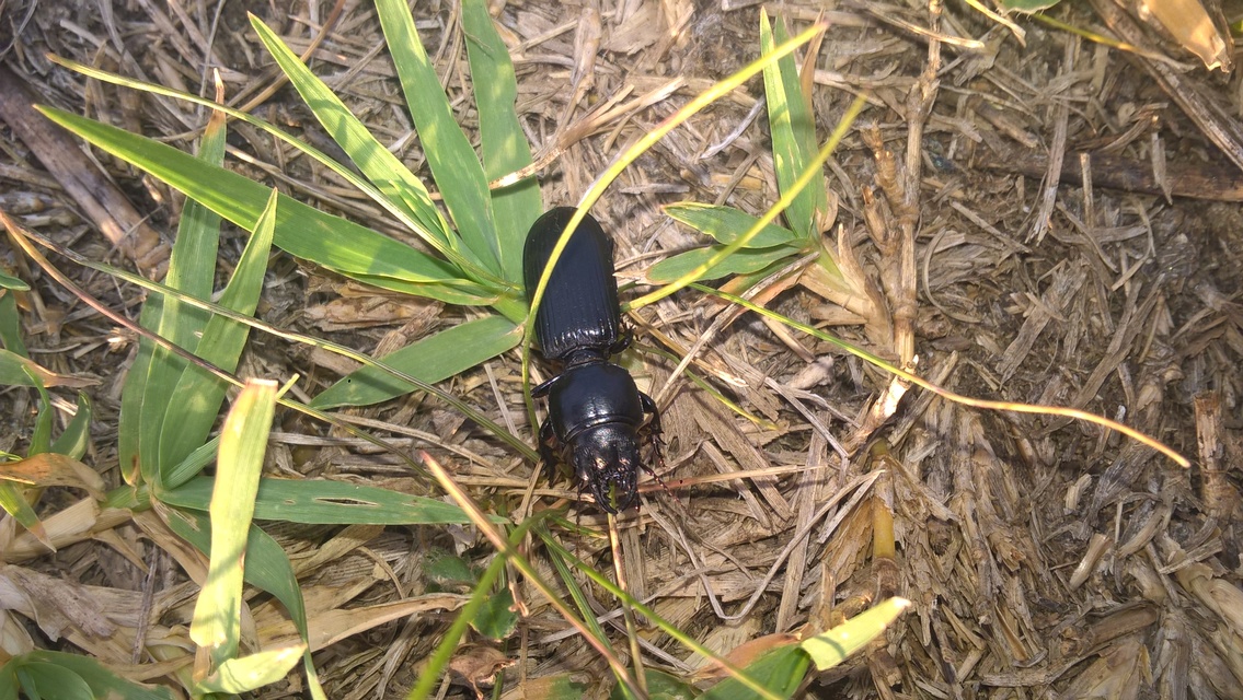 Scarites terricola - vájárfutó