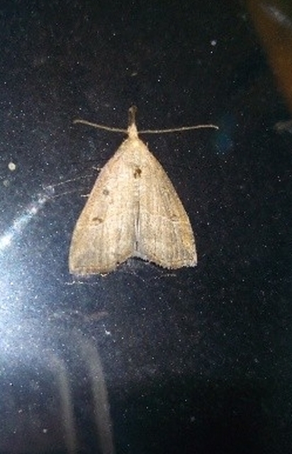 Hypena rostralis - közönséges karcsúbagoly