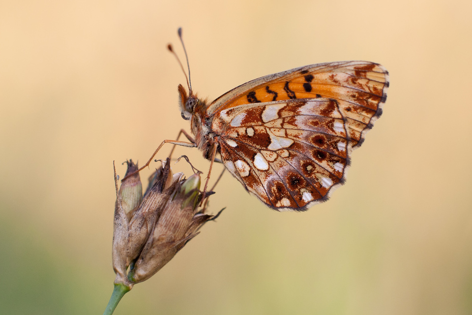 Boloria dia - kis gyöngyházlepke