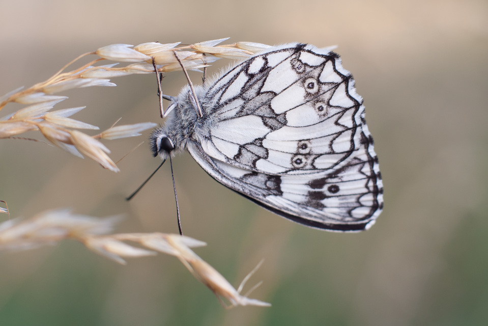 Melanargia galathea - sakktáblalepke