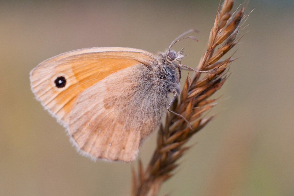Coenonympha pamphilus - kis szénalepke
