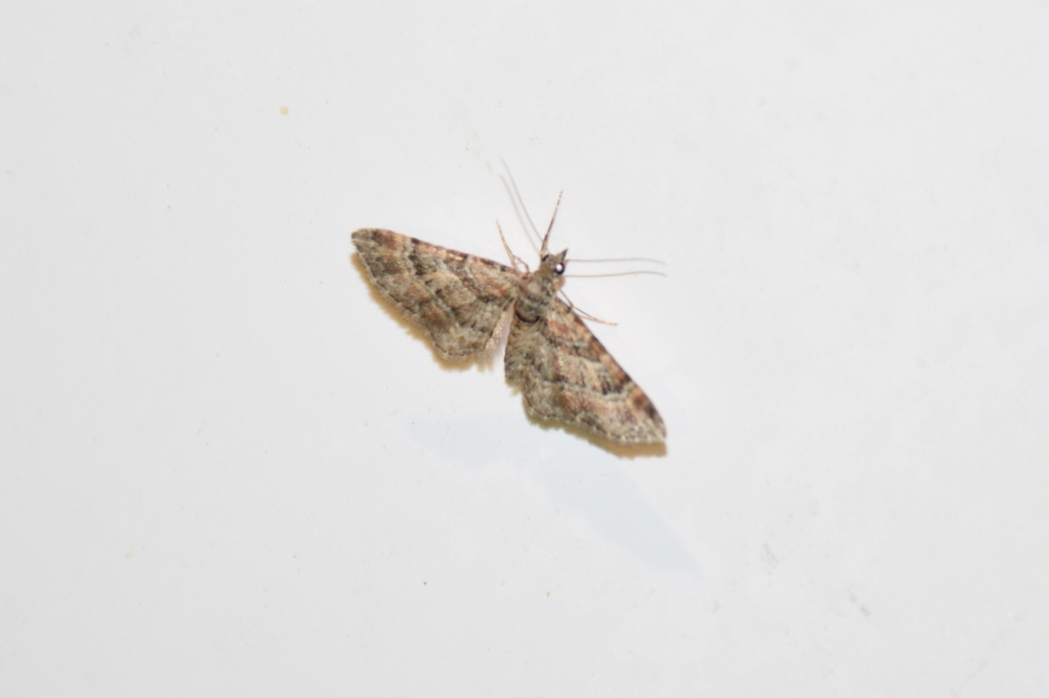 Gymnoscelis rufifasciata - vöröscsíkos törpearaszoló