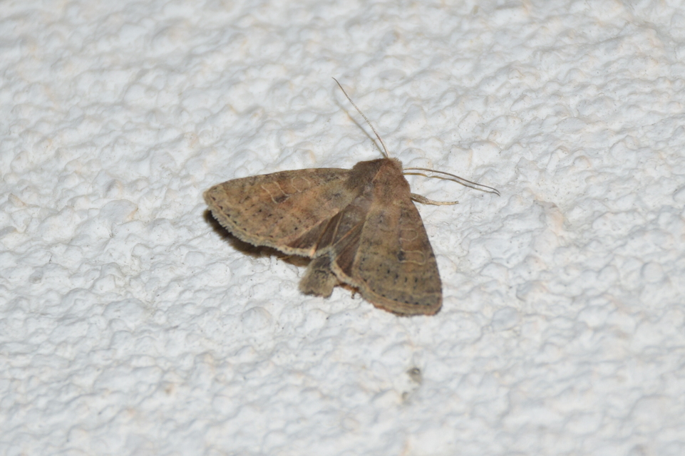 Parastichtis suspecta - sötét erdeibagoly