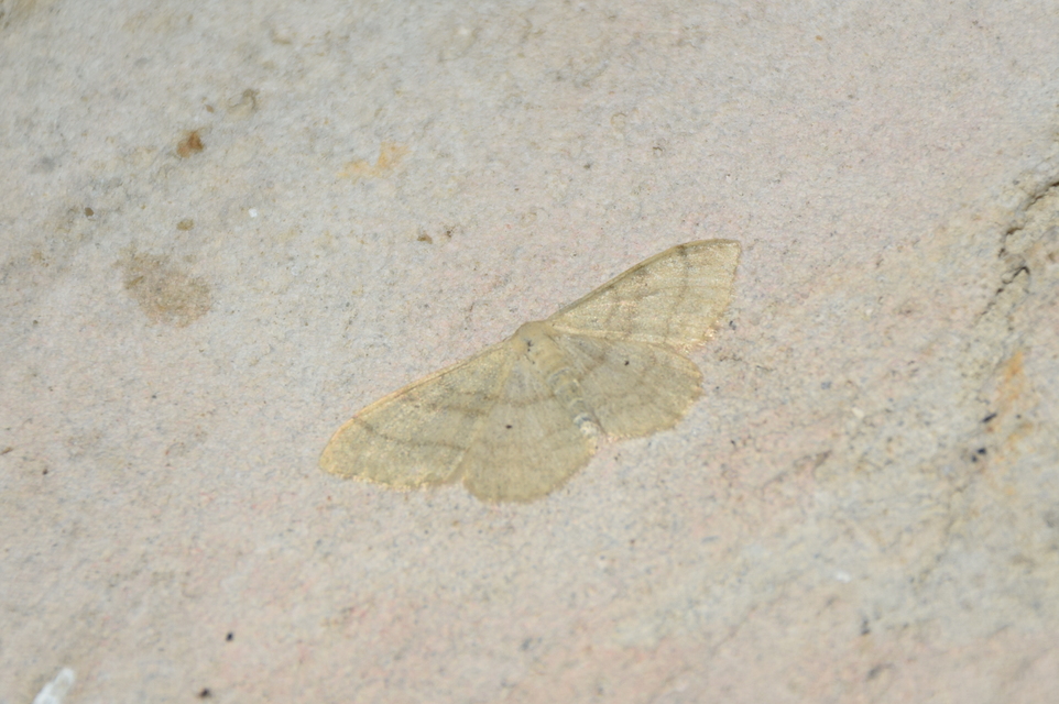 Idaea deversaria - egyszínű sávosaraszoló