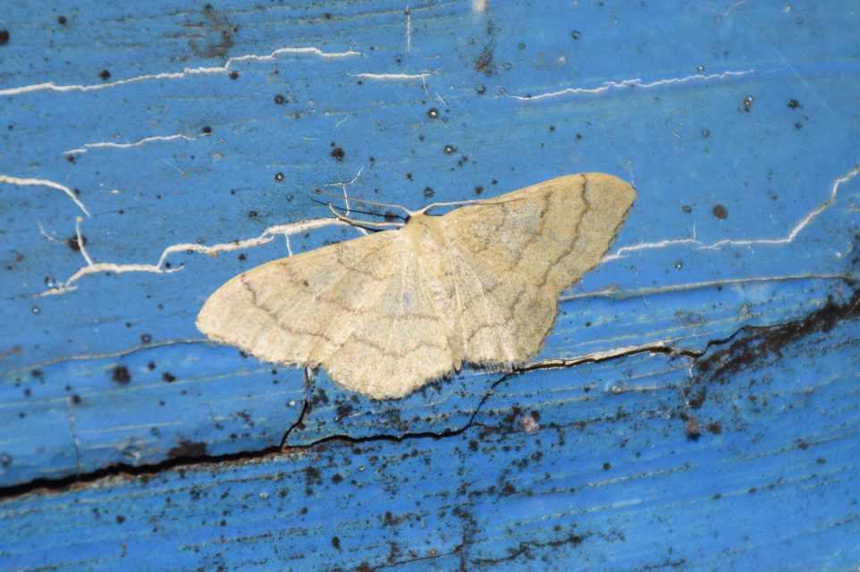 Idaea deversaria - egyszínű sávosaraszoló