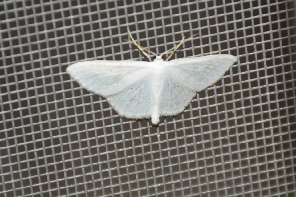 Scopula subpunctaria - törtvonalas sávosaraszoló