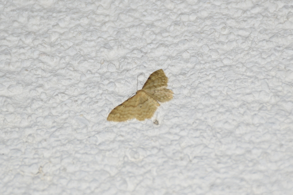 Idaea fuscovenosa - szürkeszélű apróaraszoló