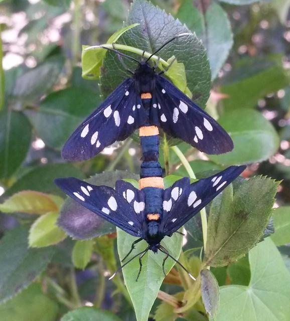 Amata phegea - fehérpettyes álcsüngőlepke