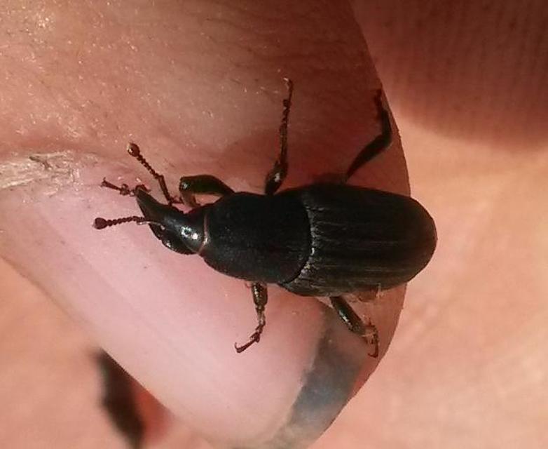 Sphenophorus striatopunctatus - mezei zsuzsok