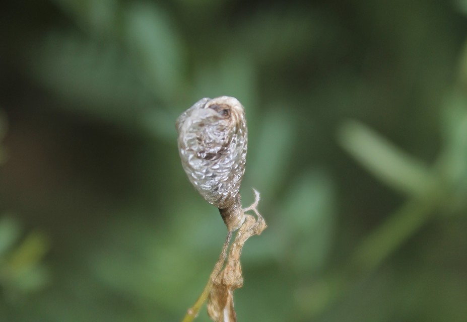 Coleophoridae - zsákhordómolyfélék