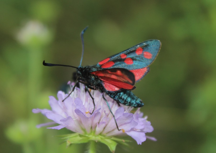 Zygaena filipendulae - acélszínű csüngőlepke