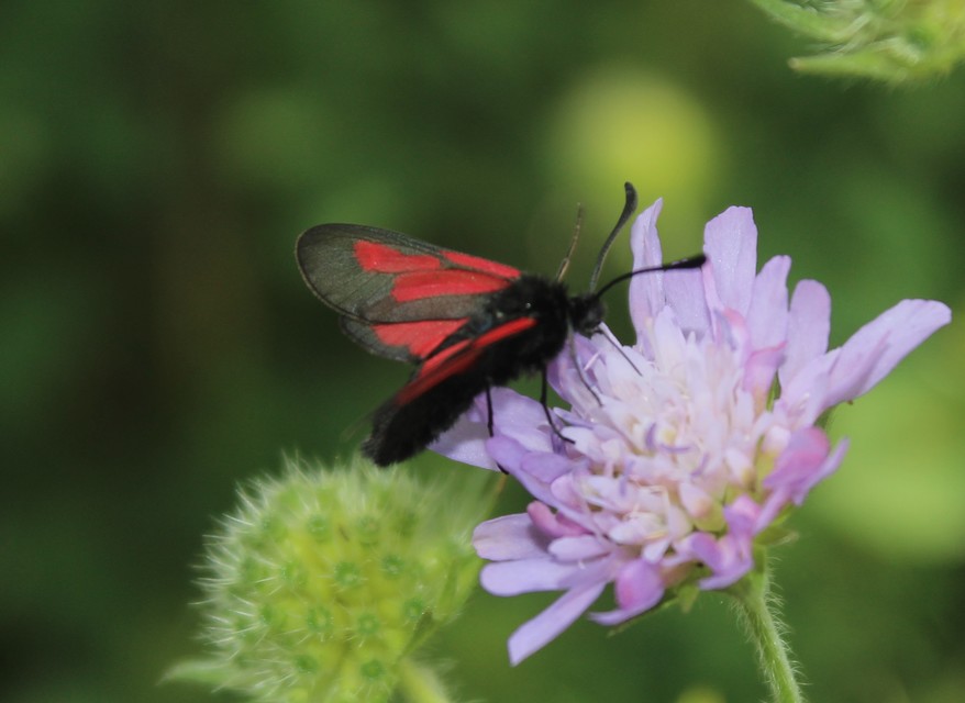 Zygaena brizae - magyar csüngőlepke