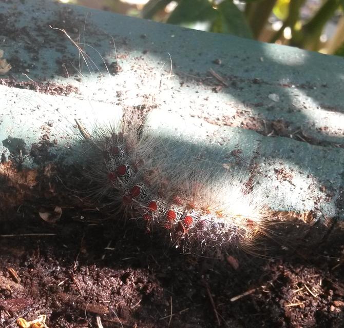 Lymantria dispar - gyapjaslepke
