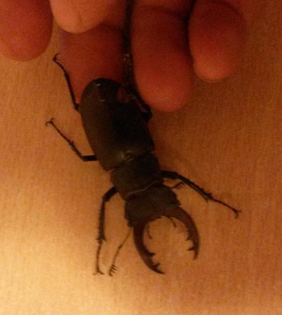 Lucanus cervus - nagy szarvasbogár