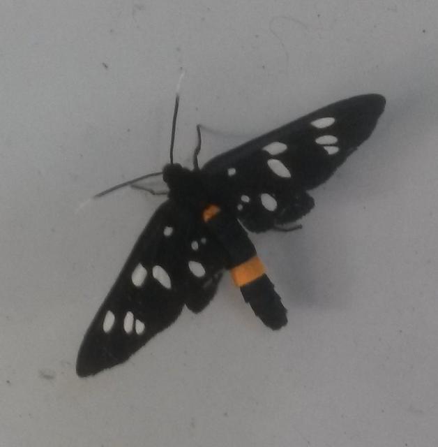 Amata phegea - fehérpettyes álcsüngőlepke