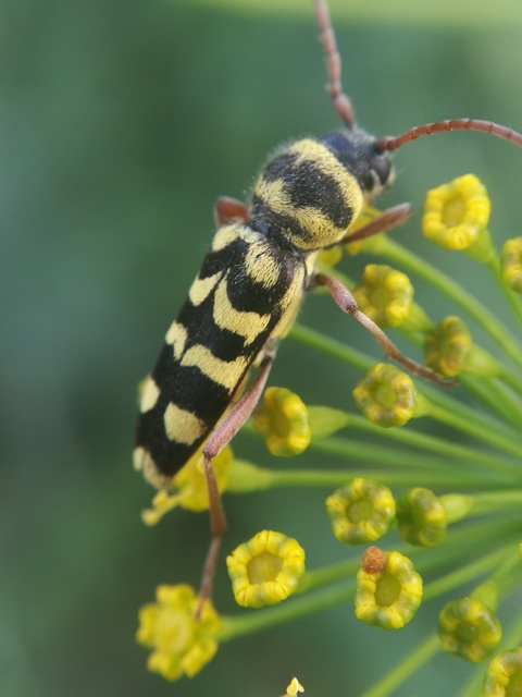 Echinocerus floralis - lucerna-darázscincér