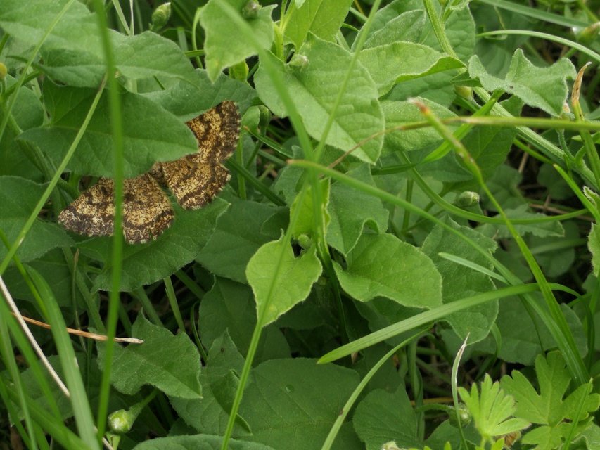 Ematurga atomaria - barna rétiaraszoló