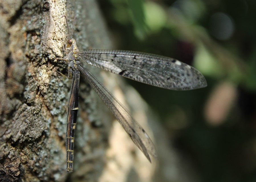 Distoleon tetragrammicus - négyfoltos hangyaleső
