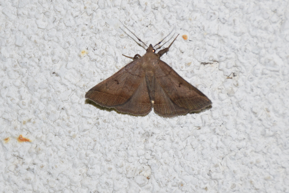 Zanclognatha lunalis - pelyheslábú karcsúbagoly