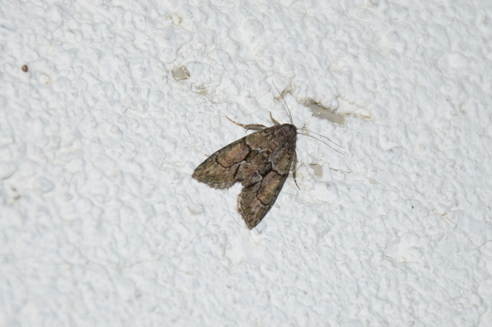 Cryphia fraudatricula - homoki zuzmóbagoly