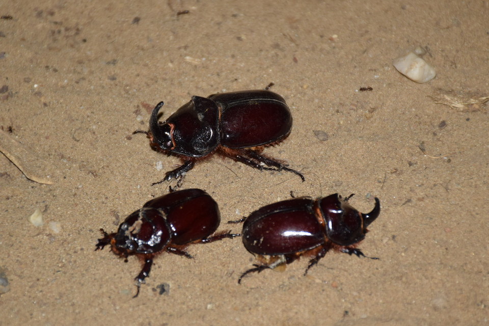 Oryctes nasicornis - orrszarvú bogár