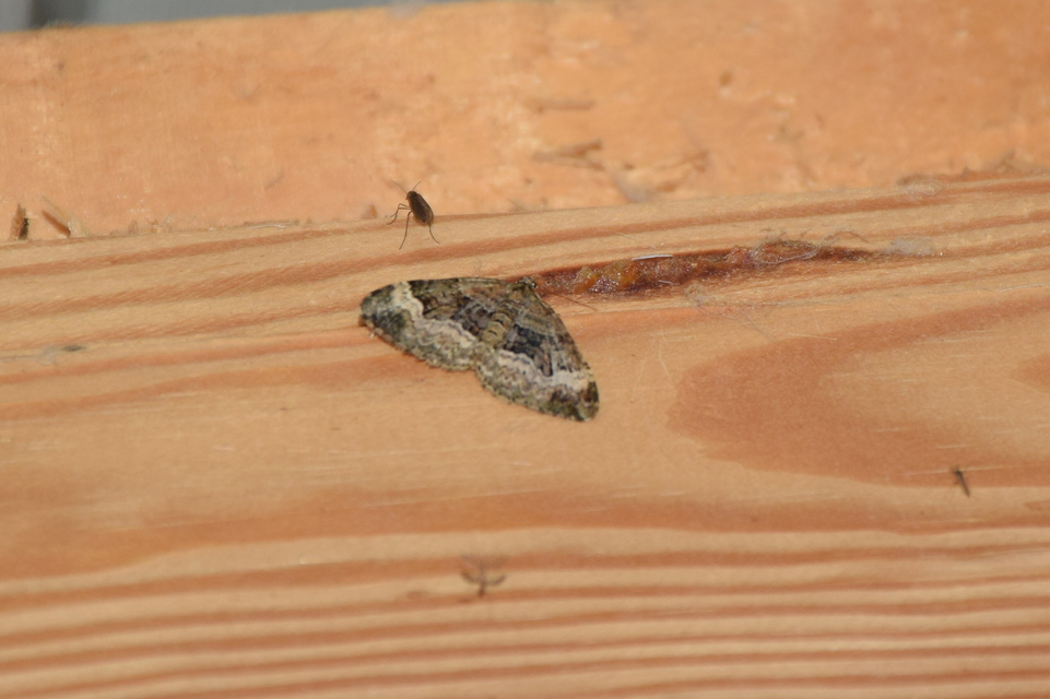 Epirrhoe alternata - galaj-tarkaaraszoló