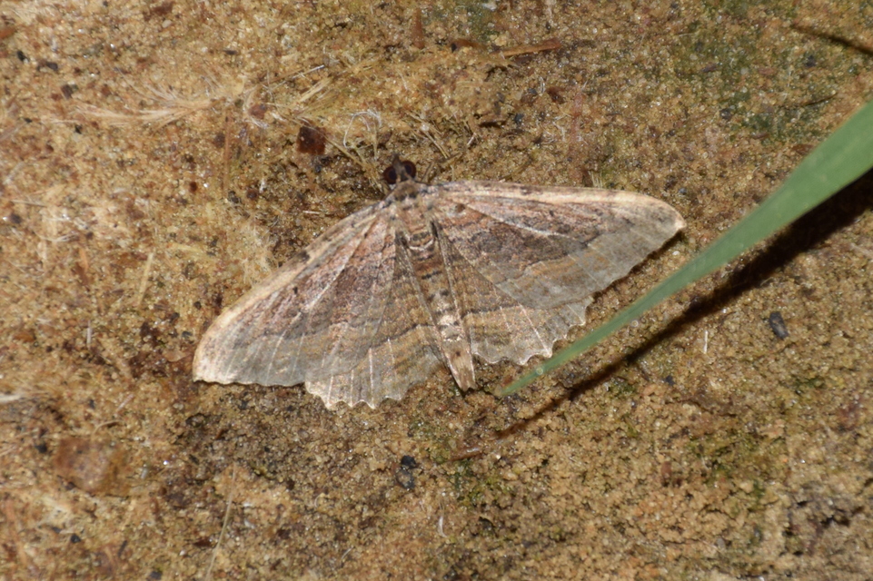 Philereme transversata - varjútövis-araszoló