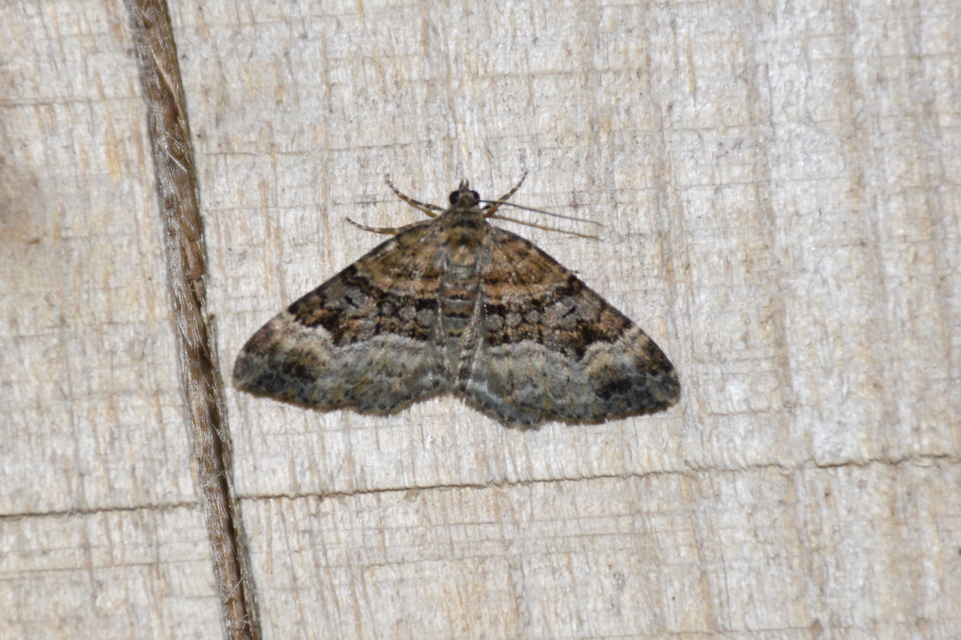 Xanthorhoe biriviata - kétsávos tarkaaraszoló