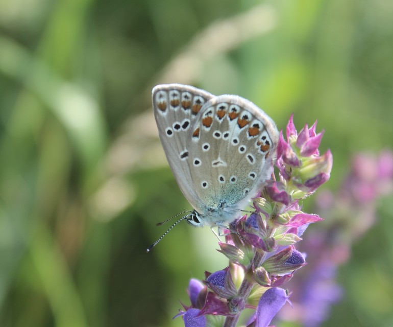 Polyommatus icarus - közönséges boglárka