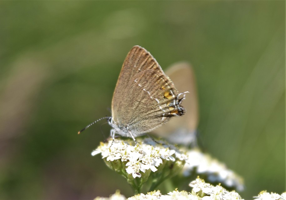 Satyrium acaciae - akác-csücsköslepke