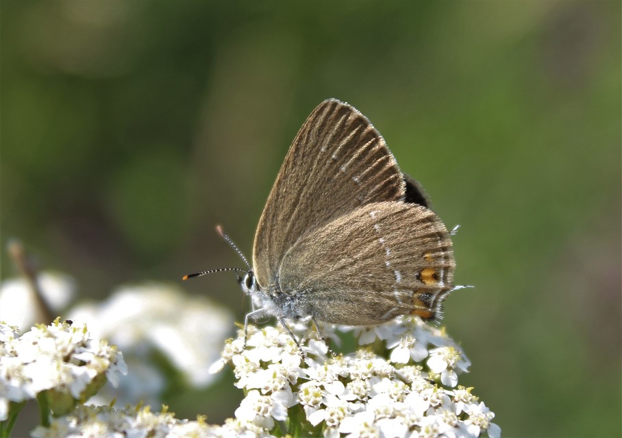 Satyrium acaciae - akác-csücsköslepke