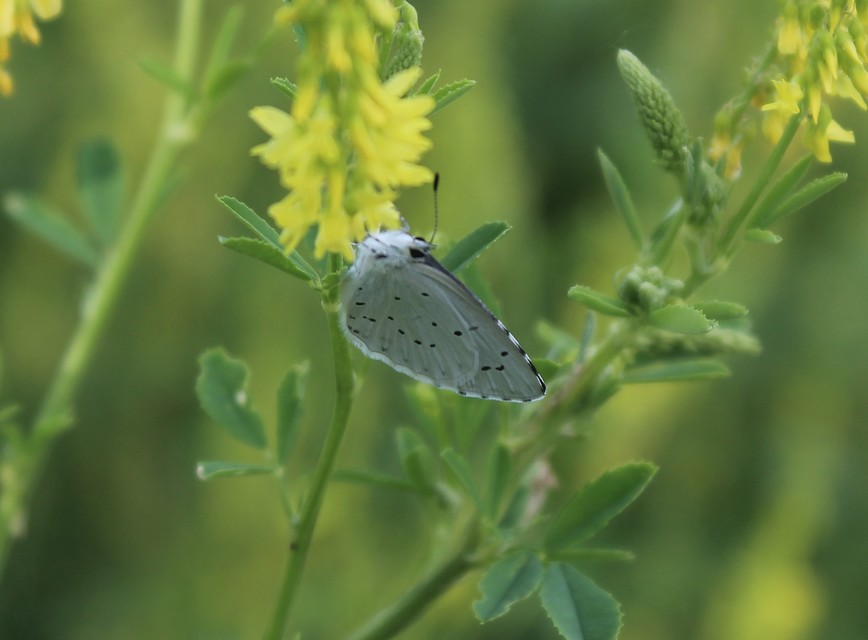 Celastrina argiolus - bengeboglárka