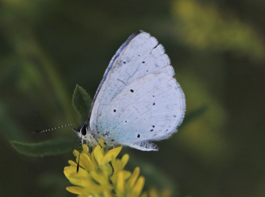 Celastrina argiolus - bengeboglárka